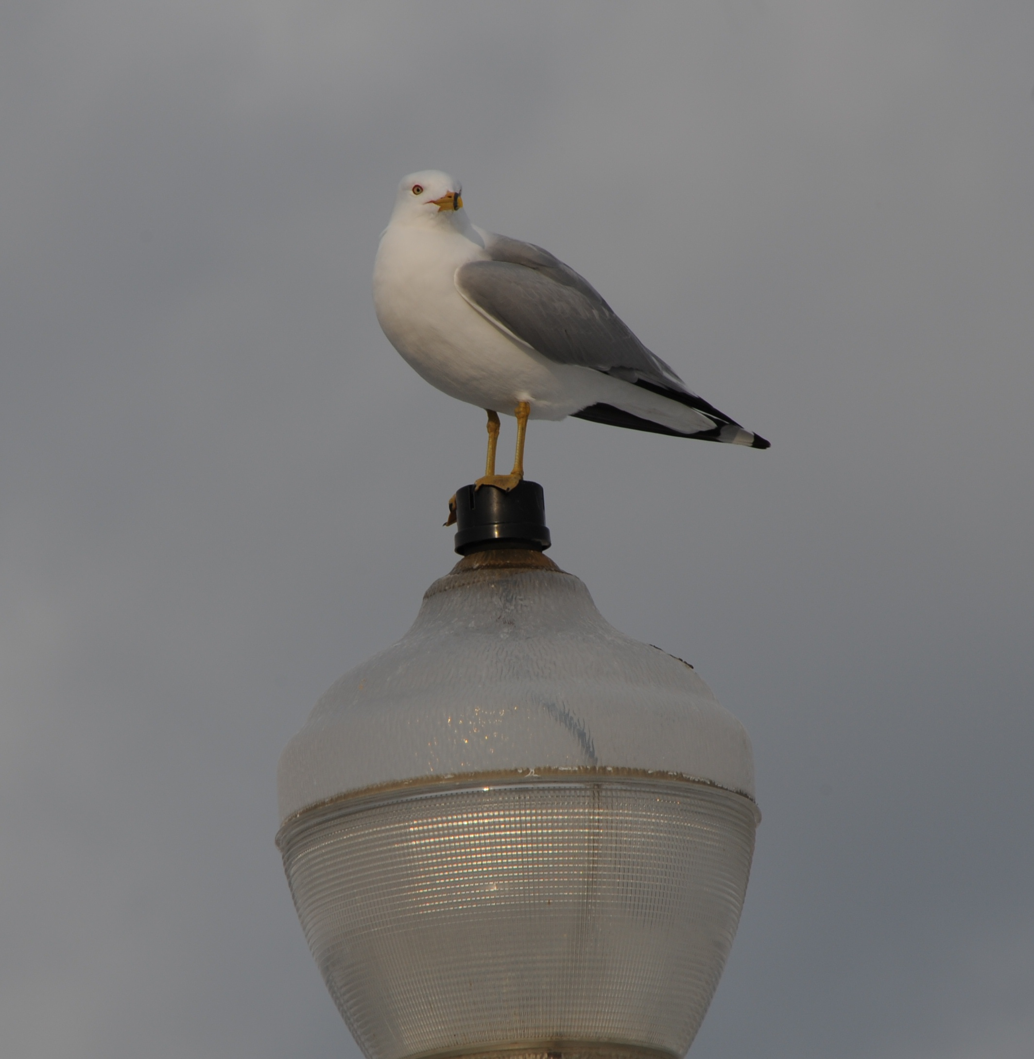 sunny day seagull on lamp post.jpg