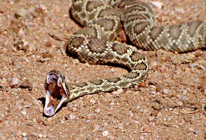 Mojave Green Snake