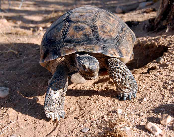 Desert Tortoise.