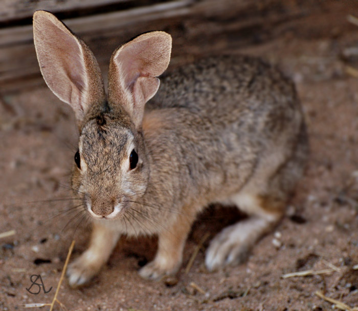 Bunny with a Wrinkled  Ear