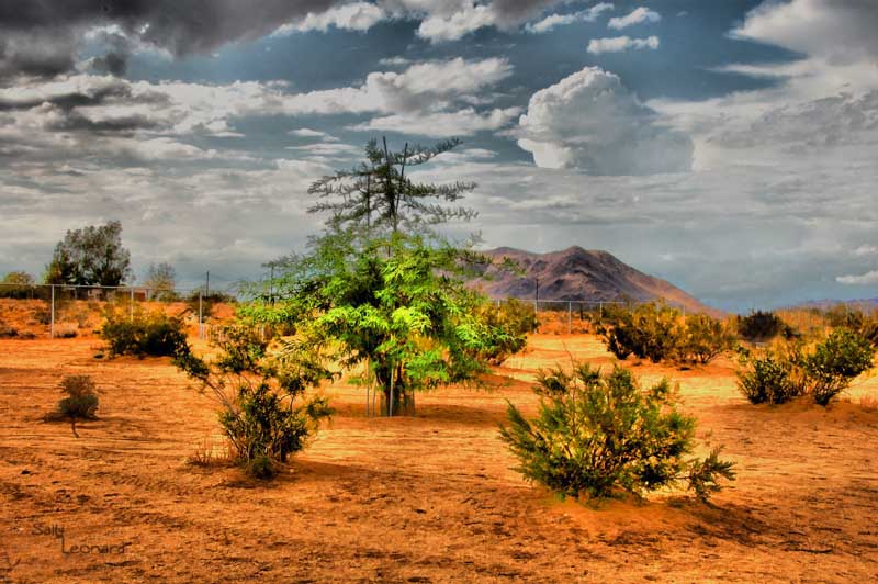 Young Mesquite Tree