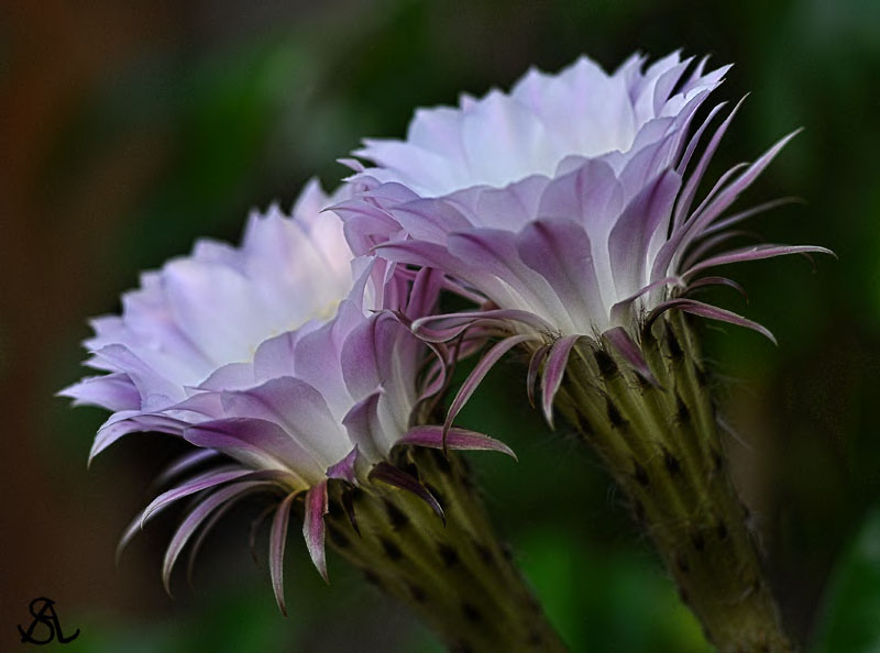 Cactis Flowers