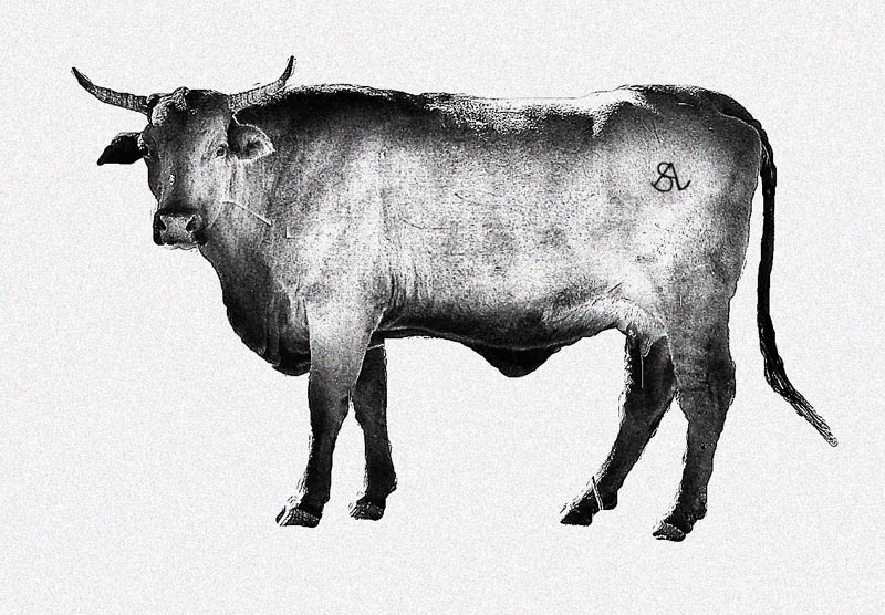 Cow.
