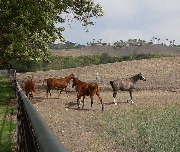 Yearling Fillies