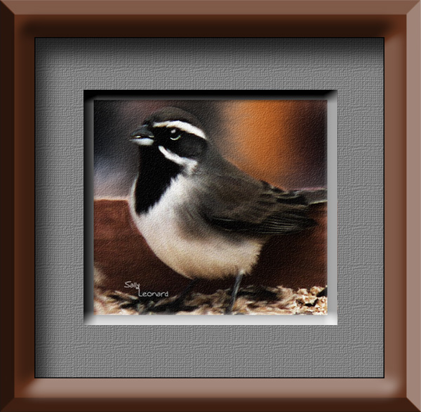  Black Throated Sparrow