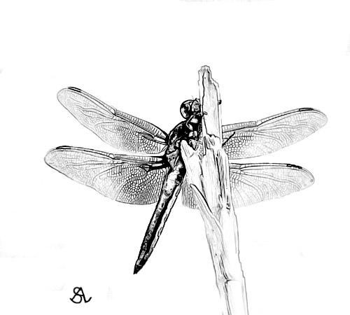 Dragonfly