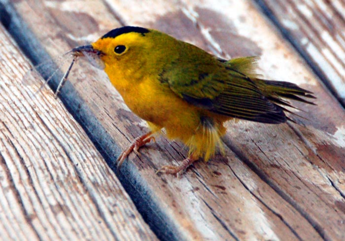 Wilsons Warbler 