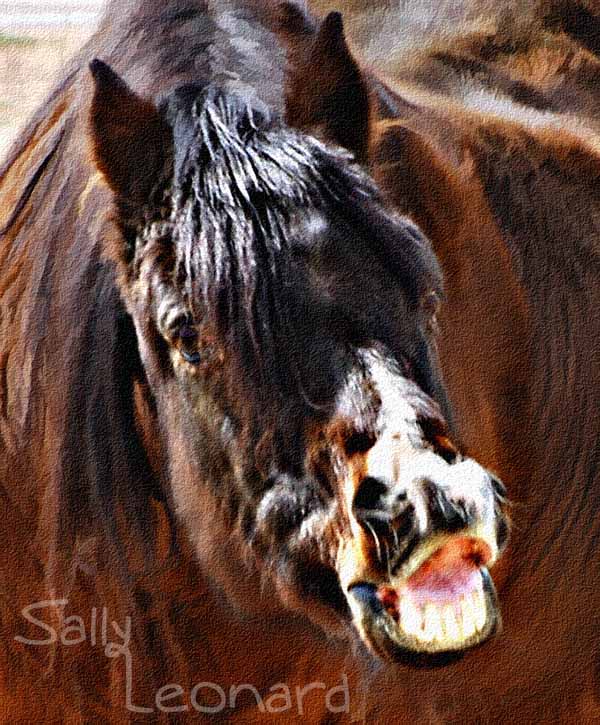 Horse Laugh