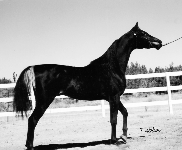 The Black Arabian Stallian Tabbou 