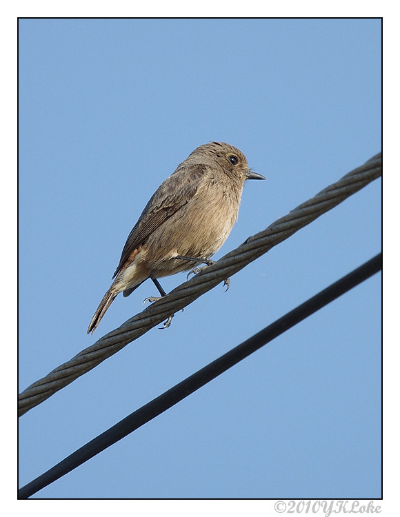 Pier Bushchat (Female)