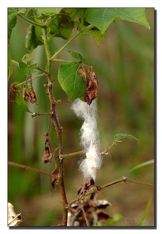 Cotton Tree.