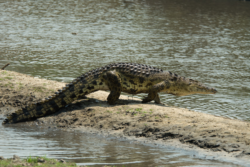 Nile Croc