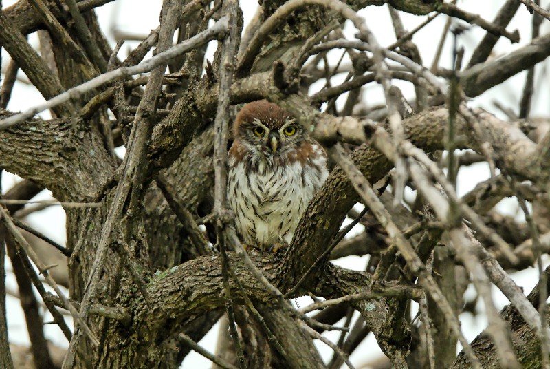 Pearl Spotted Owl