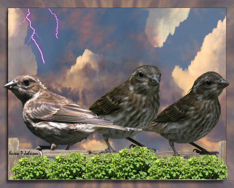 three birds on a fence
