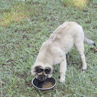 o6/72/459272/1/115723443.ZaysjEbR.Lee_eats_fast.gif