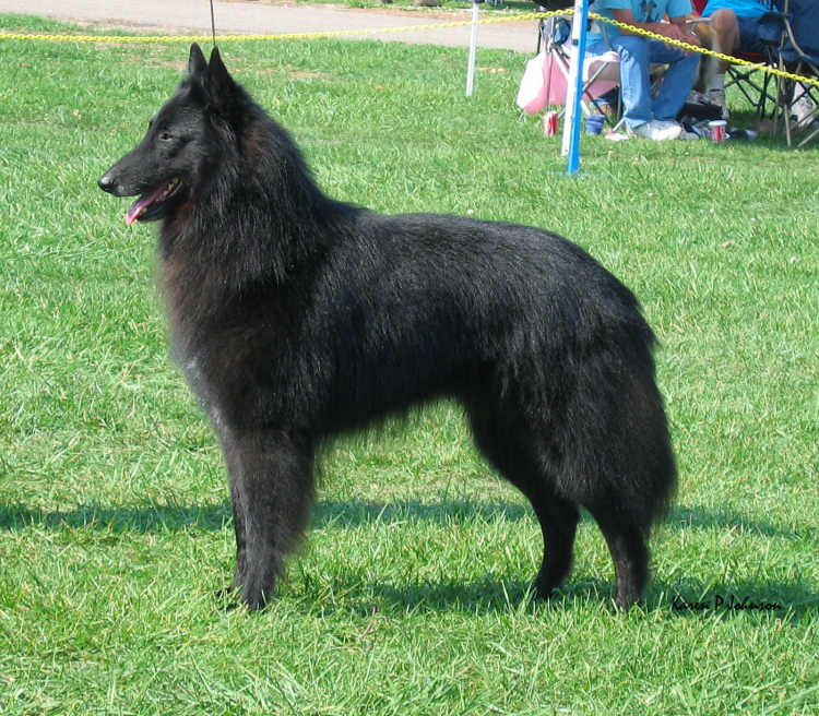 Images Majestic Dante