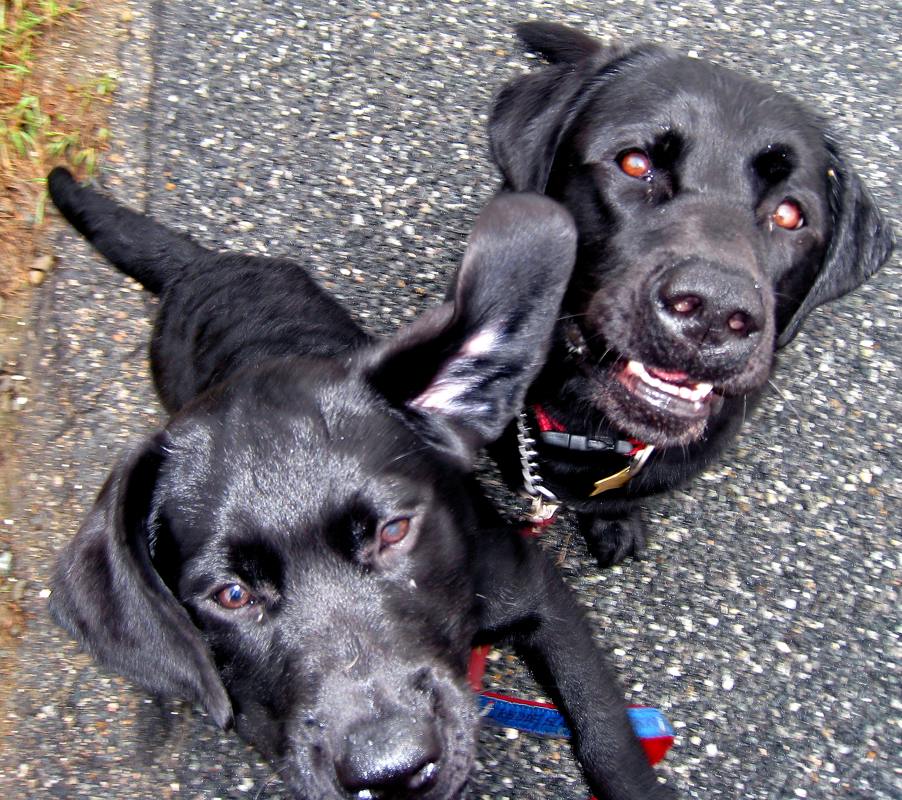 pbase Practicing sit and stay IMG_0416.jpg