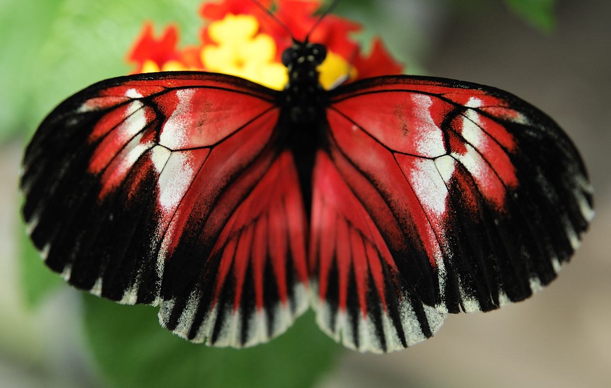 pbase Butterfly zoo August 13 2008_DSC0776.jpg