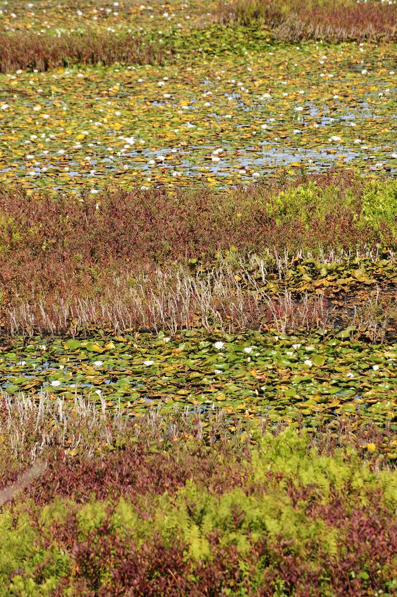 pbase Block Island August 27 _DSC1571.jpg