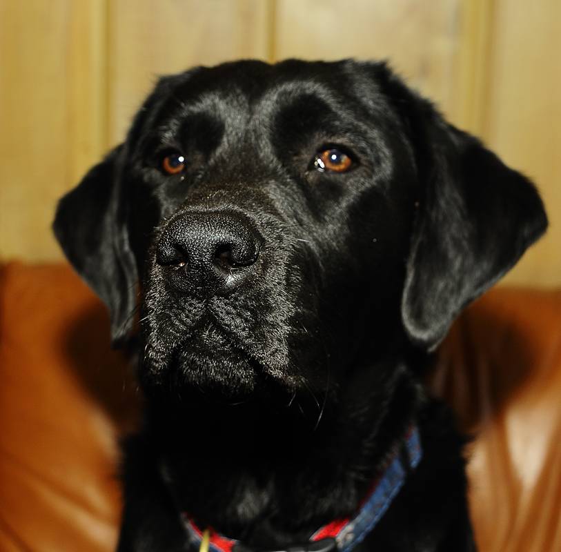 pbase Moki Direct light _DSC3921.jpg