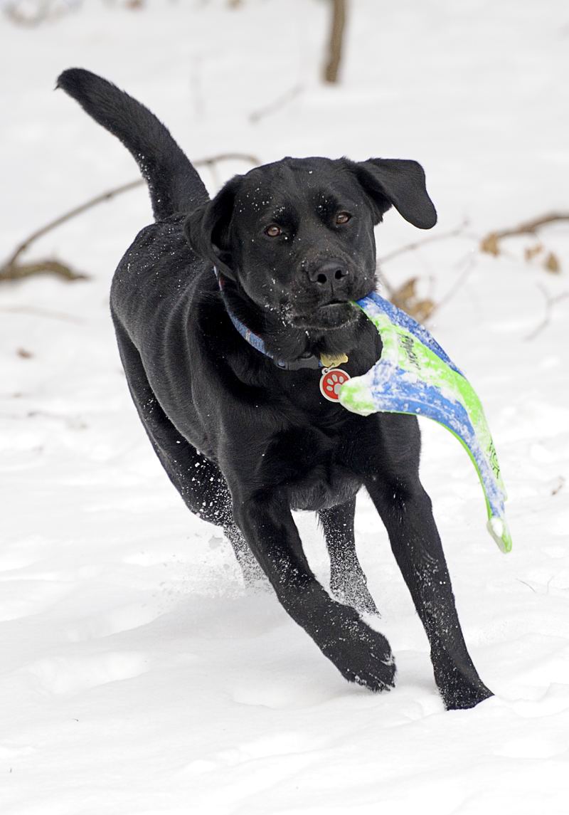 pbase The retrieving Machine on January 3 2010 _DSC8402.jpg