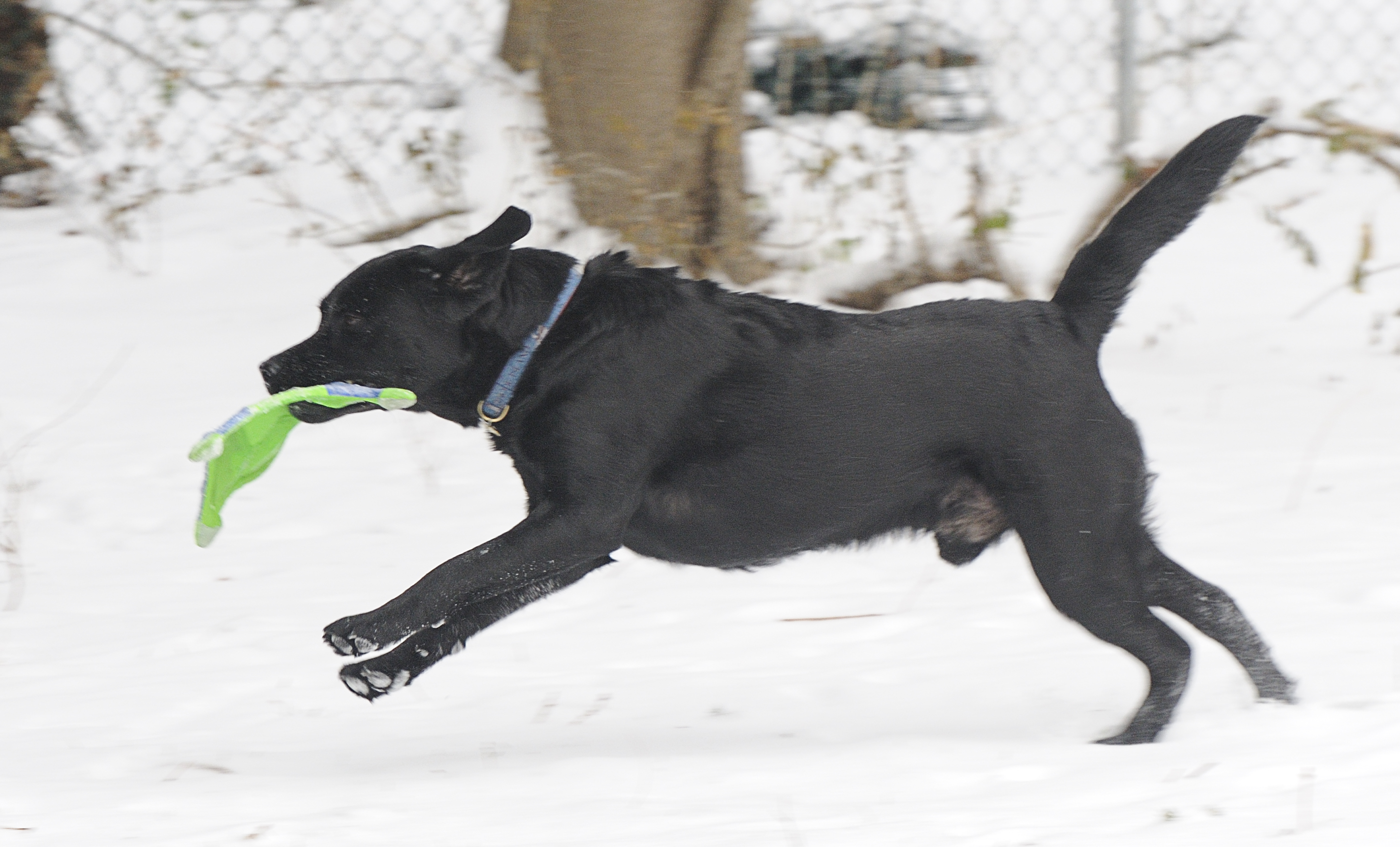 Moki in Motion January 3 2009 _DSC8324.jpg
