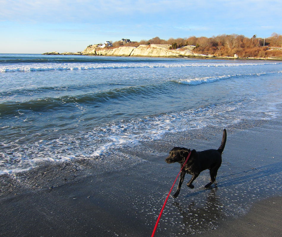 pbase First Beach walk Moki on the Run Feb wk 3 20 IMG_1281.jpg