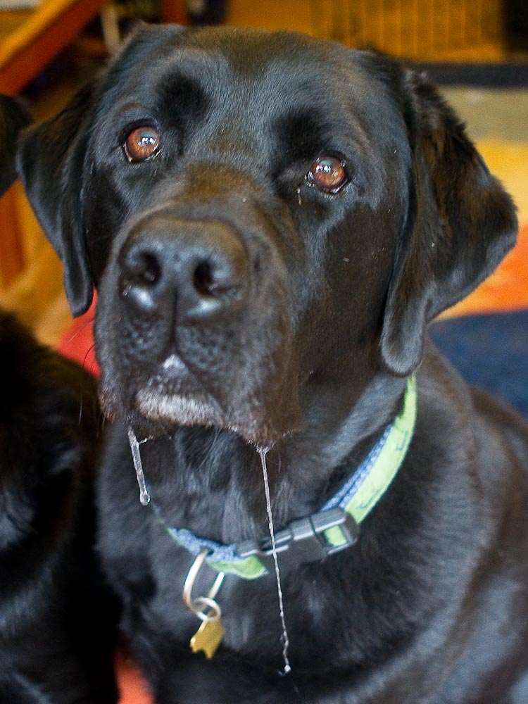 pbase King of Drool July 15  2010 1 of 1.jpg