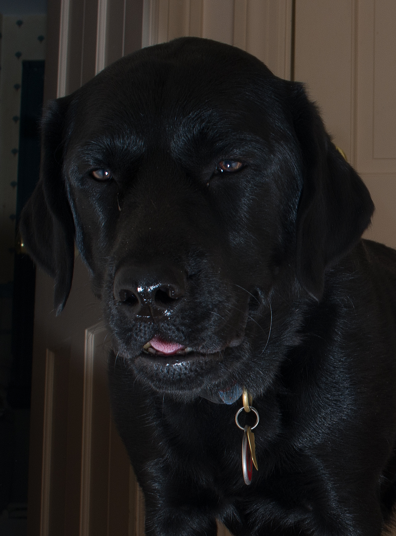 Moki September 24 2010 1 of 1.jpg
