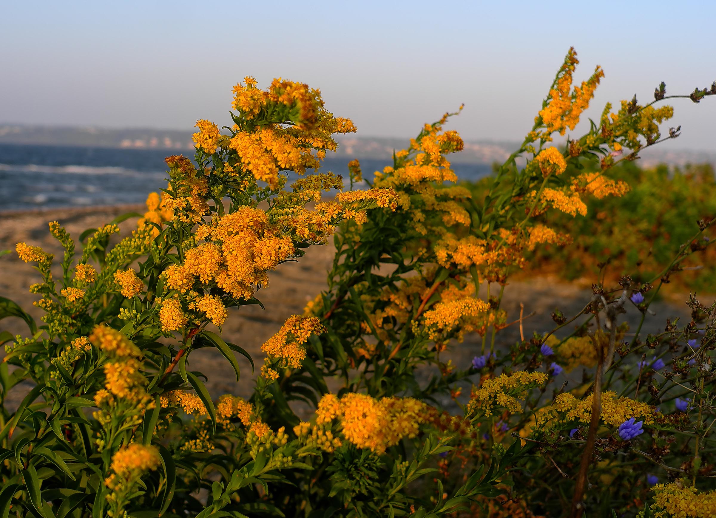 pbase Golden rod September 25 2010 1 of 1.jpg