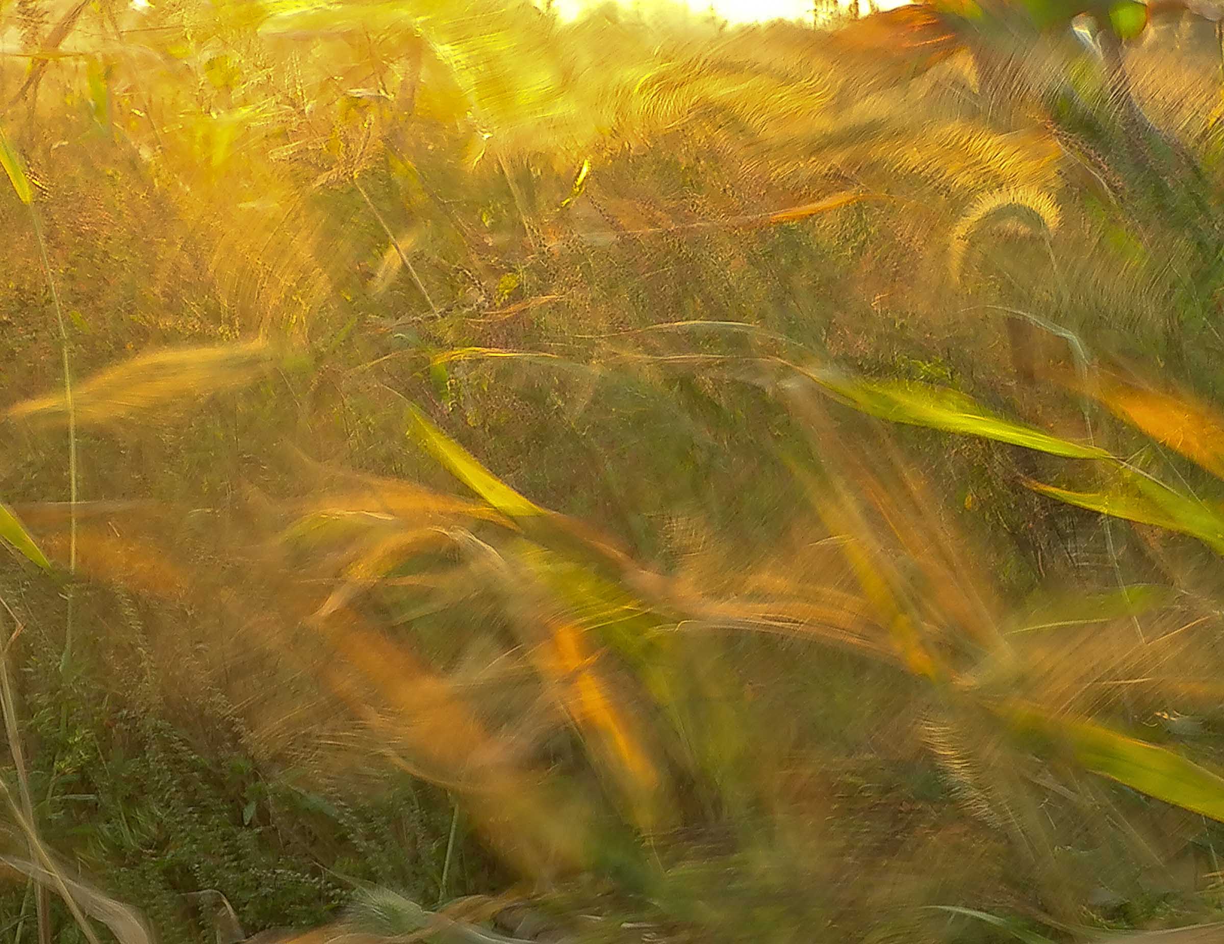 pbase the wind and the light September 25 2010 1 of 1.jpg