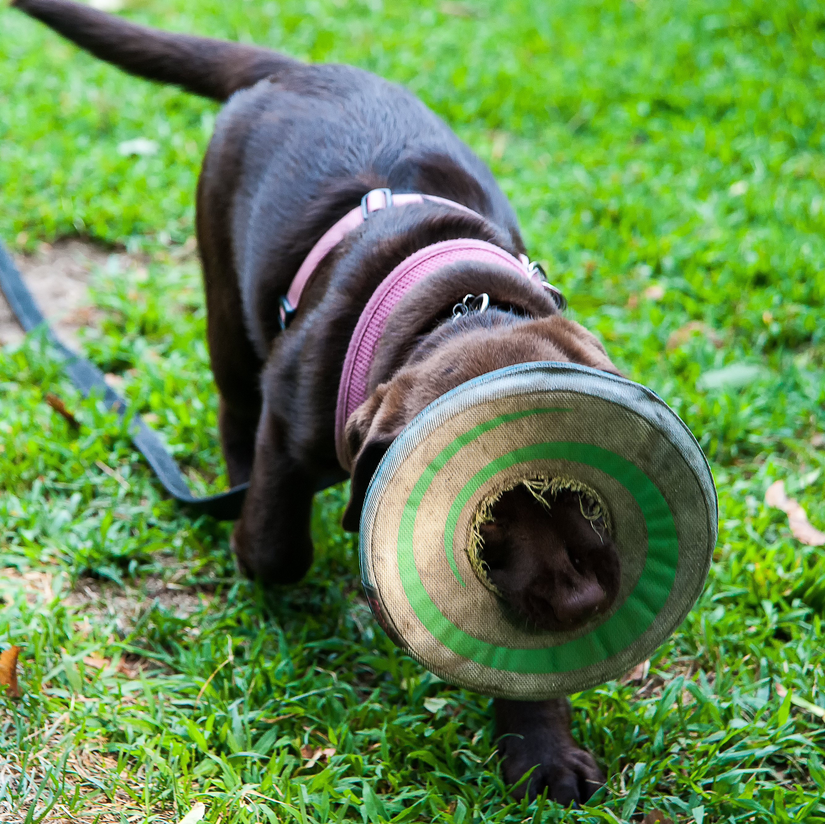 She is retriever but needs work  week12  August 3  2012 day 28.jpg