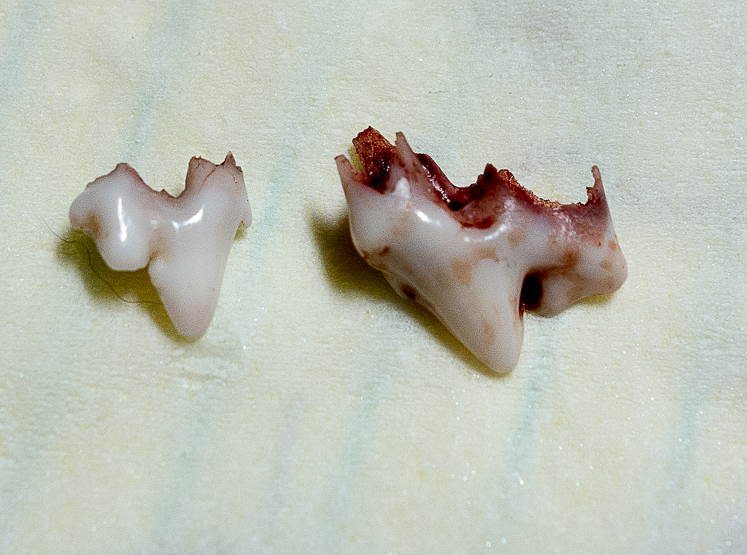 Loosing puppy teeth October 21  2012 day 105.jpg