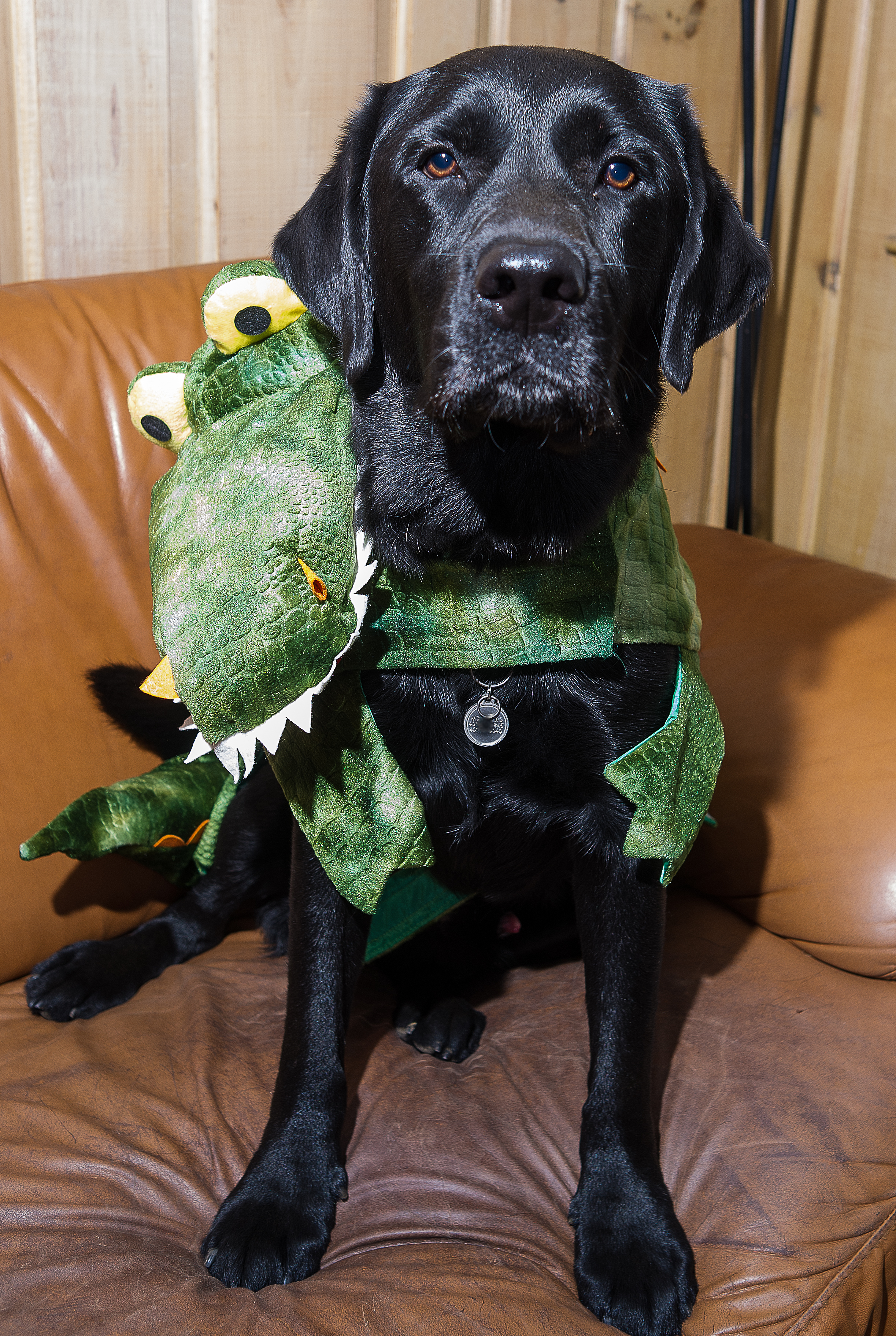 The Embarassement Moki Year 9 October 28  2012 day 112.jpg