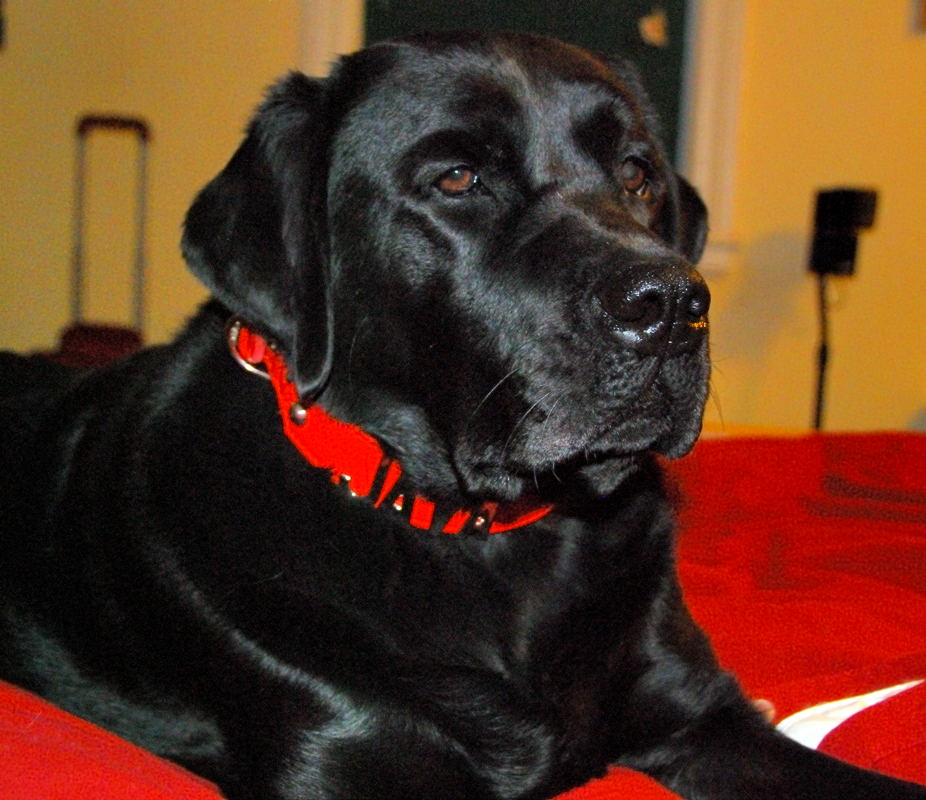 My human is home November 18 2006.jpg