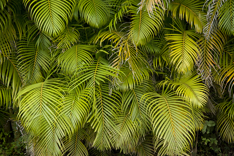 Palm #5
