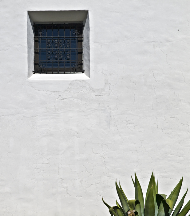 Window and century plant