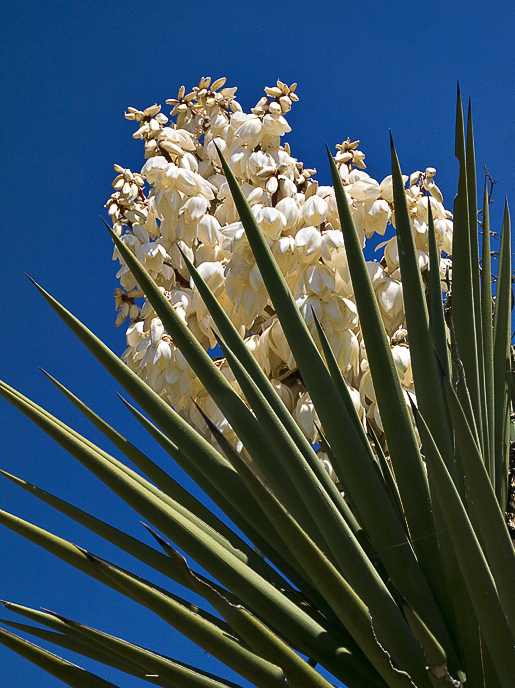 Yucca