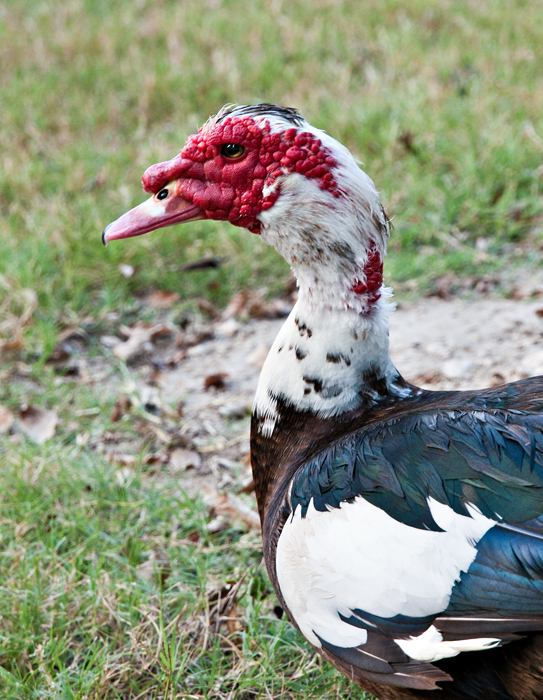 Muscovy duck