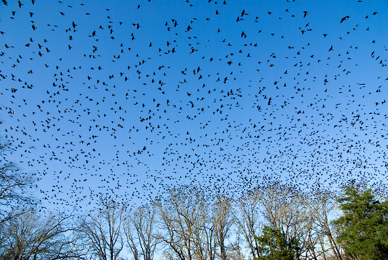 Birds, no. 4