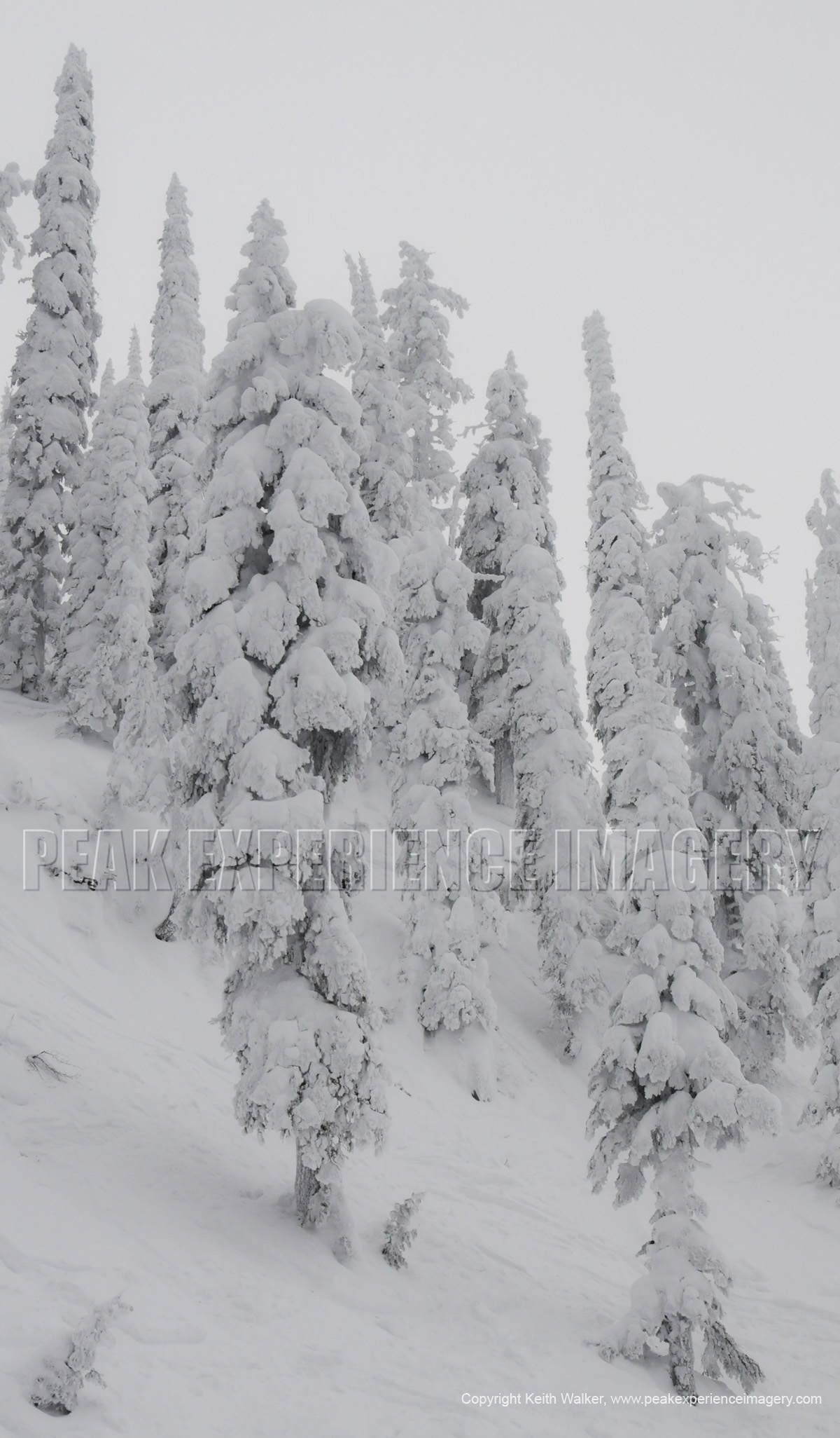 DSC_2400a.JPG