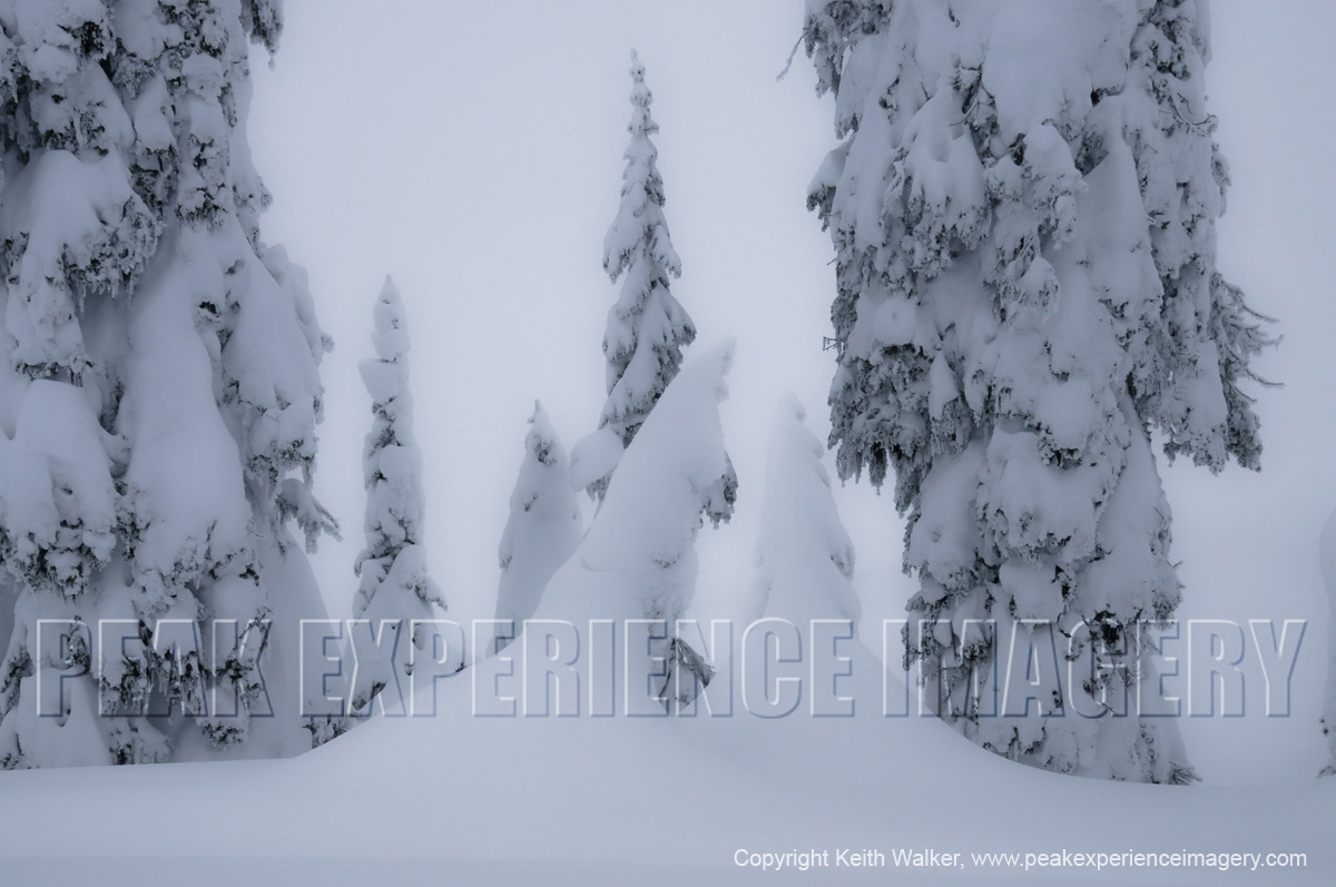 DSC_2443a.JPG