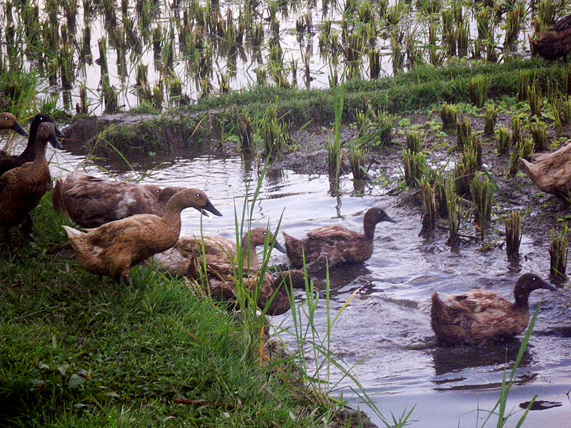 Ducks dabbling in the rice fields