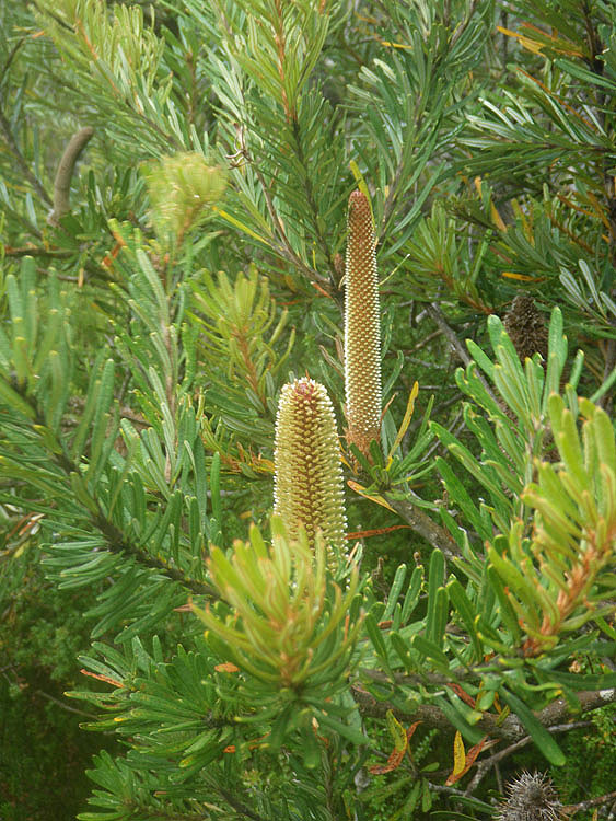 Banksia  Marginata, Hartz Mountains N P, 2010