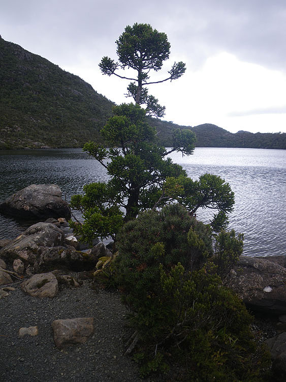 King Billy Pine, Lake Osborne, Hartz Mountains N P, 2010