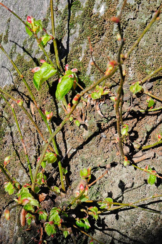 Bewdley, spring buds