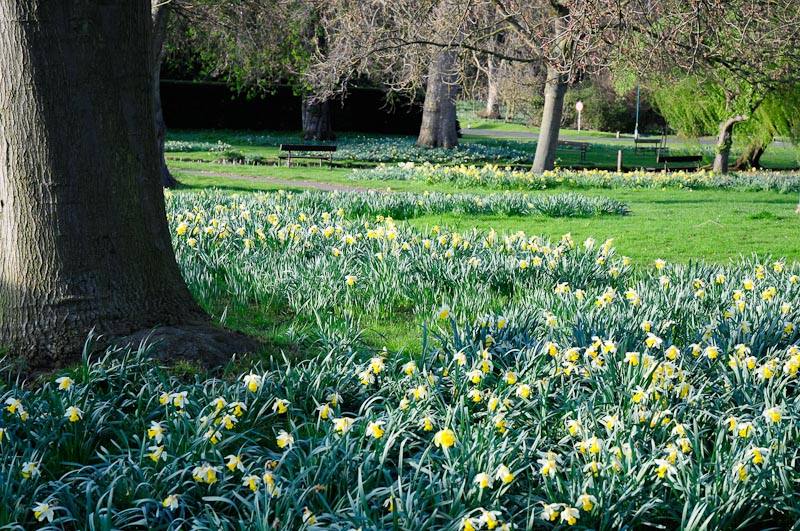 Himley Hall daffodils