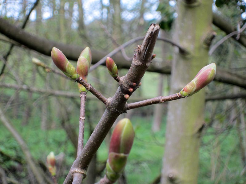 Spring buds