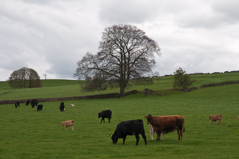 Derbyshire cows