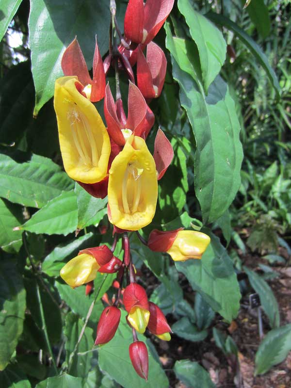 Huge pitcher plant,  Botanic Gardens